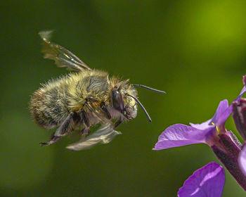 Close-up of bee pollinating on flower