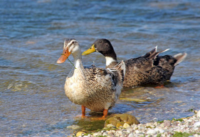 Mallard ducks at lakeshore