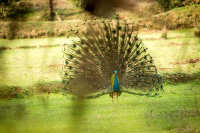 Close-up of peacock