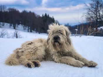 Mioritic shepherd dog laying on the snow