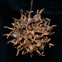 Close-up of dried plant against black background