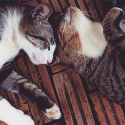 High angle view of cat sleeping on carpet