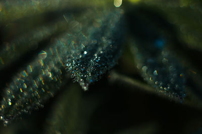 Close-up of water drops on plant