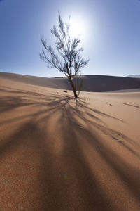 Bare tree on beach against clear sky