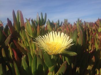 Close-up of flowers blooming against sky