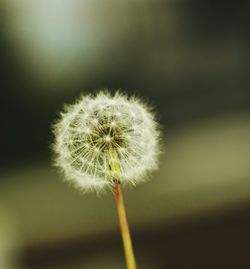 Close-up of dandelion