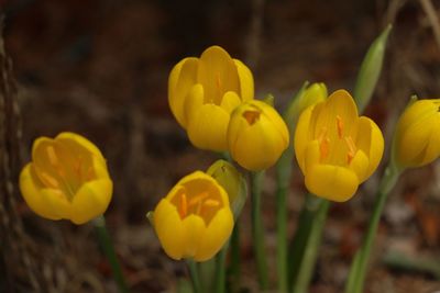 Close-up of yellow crocus flowers on field