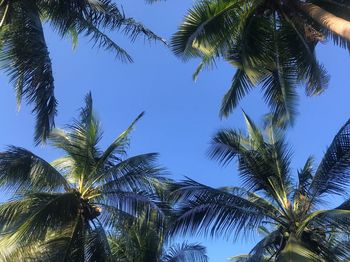 Low angle view of palm trees against sky