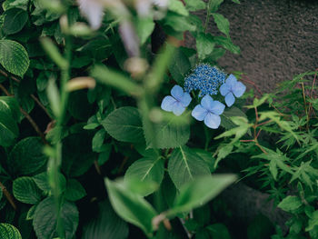 High angle view of purple flowering plant