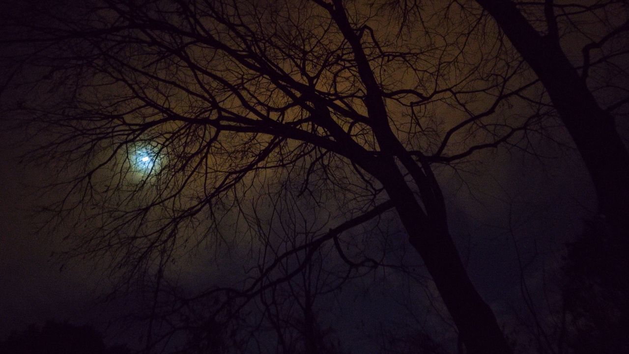 tree, bare tree, branch, darkness, night, moon, plant, moonlight, sky, fog, nature, no people, silhouette, beauty in nature, tranquility, low angle view, light, full moon, scenics - nature, astronomical object, outdoors, spooky, dark, tranquil scene, trunk, tree trunk, midnight, mystery