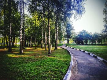 Trees in park