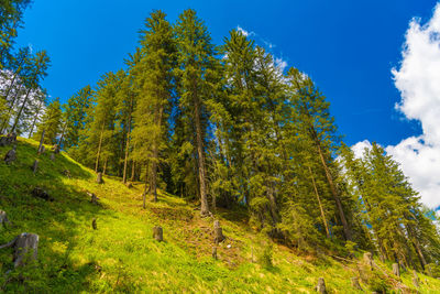 Low angle view of trees in forest against sky