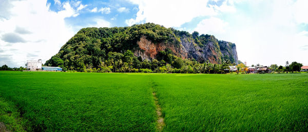 Panoramic shot of trees on field against sky