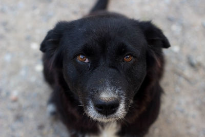 Close-up portrait of black dog