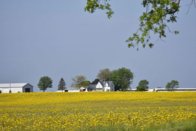 Scenic view of oilseed rape field against sky