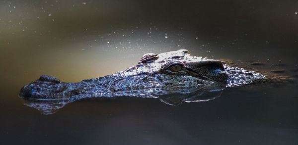 Close-up of turtle swimming in lake