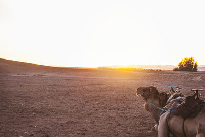 View of dog on field against sky during sunset