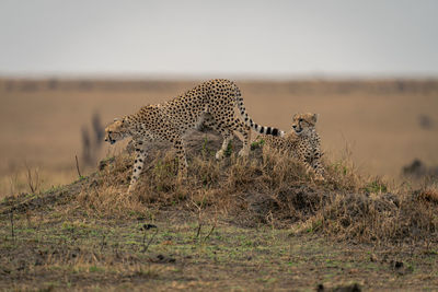 Cheetah walking on field