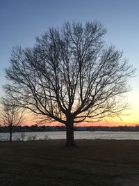 Bare trees on landscape at sunset