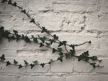 Close-up of ivy growing on wall