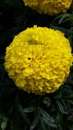 Close-up of yellow flowers blooming outdoors