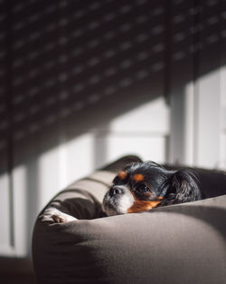 Portrait of dog relaxing on sofa at home