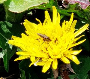 Bee pollinating flower