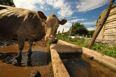 View of horse drinking water from lake