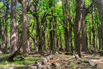 Trees growing in forest