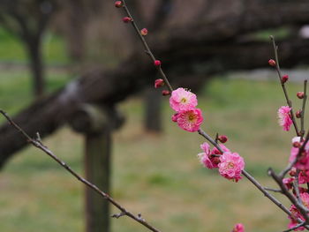 Close-up of cherry blossoms in spring