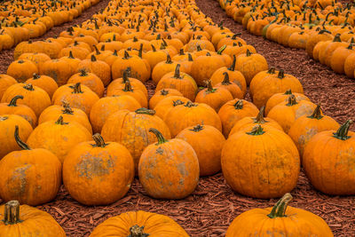 Close-up of pumpkins for sale