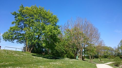 Trees on landscape against blue sky