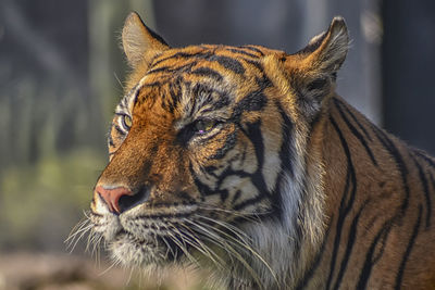 Close-up of a tiger