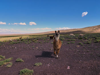 Lama in a field