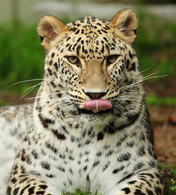 Close-up of leopard