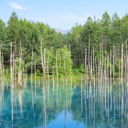 Scenic view of lake in forest against sky