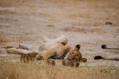 Close-up of lioness on field