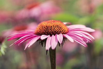 Close-up of pink flower