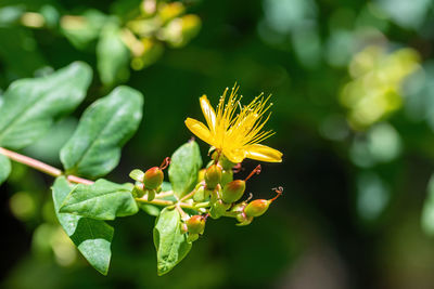 Close-up of yellow flowering plant