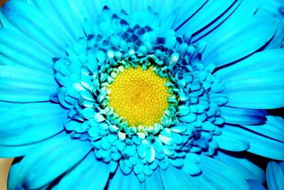 Extreme close-up of blue flower