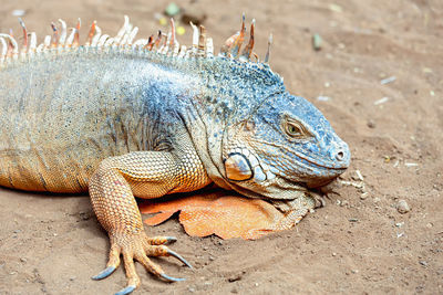 Close-up of iguana on field