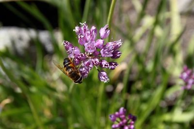 Close-up of bee on purple flower