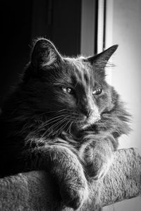 Close-up of cat resting on sofa at home