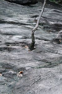 High angle view of driftwood on rock