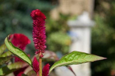 Close-up of red flower against blurred background