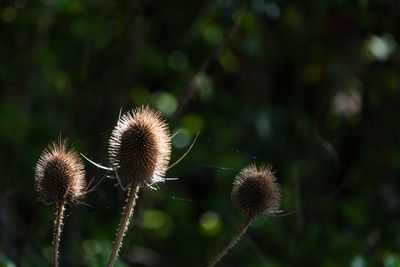 Close-up of dried teasel plant at field, dipsacus fullonum