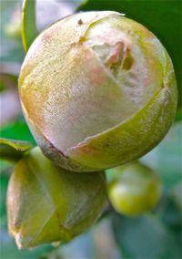 Close-up of green leaves