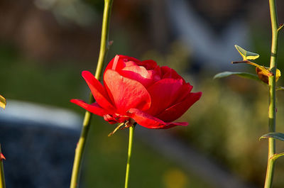 Close-up of red rose flower