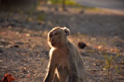 Close-up of meerkat on field