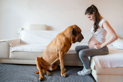 Dog looking at abdomen of pregnant woman sitting on sofa at home